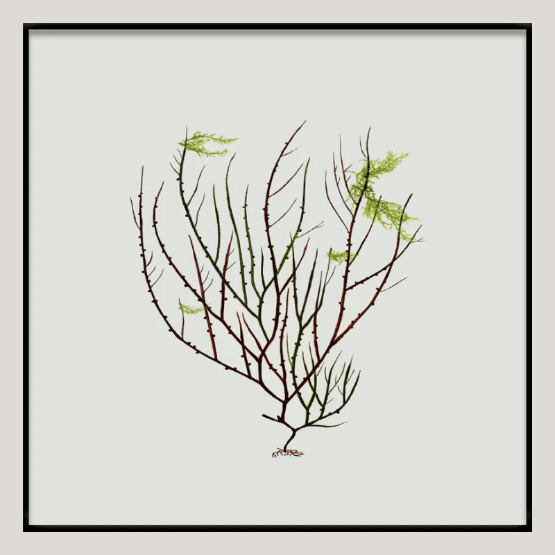 Algae Green Leaf Framed Print - BFG 30x30 2301 - Uneeka